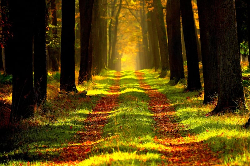 Forest Meditation